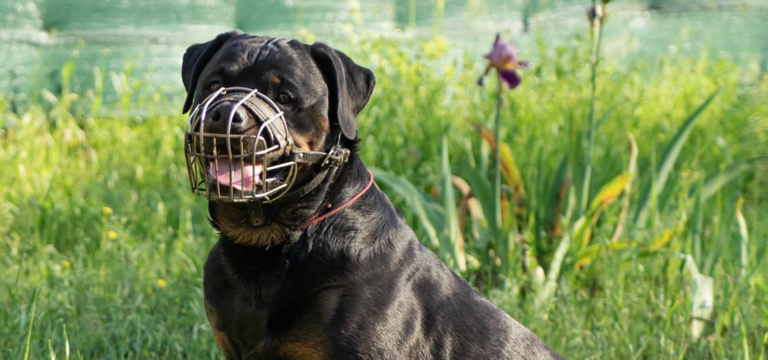 Gefährlicher Hund nach positivem Wesenstest