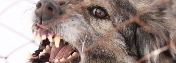 Berlin: Verordnung zur Bestimmung gefährlicher Hunde Gesetz über das Halten von Hunden