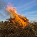 brennender Pflanzenabfall