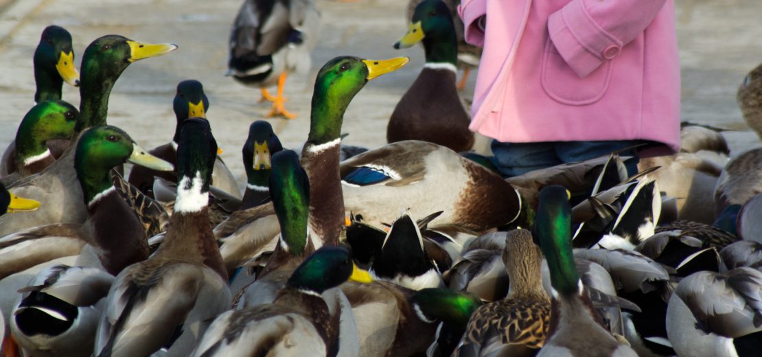 Mädchen mit Enten