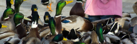 Mädchen mit Enten