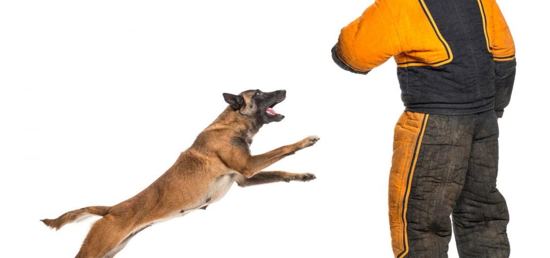 Untersagung Hundehaltung Beißvorfälle Maulkorbzwang