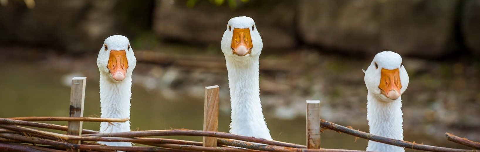 Dürfen zwei Gänse im allgemeinen Wohngebiet gehalten werden? Gänse Wohngebiet