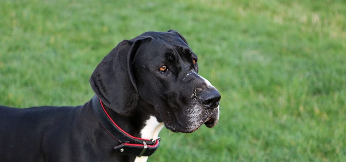 unwiderlegliche Gefährlichkeit Hund