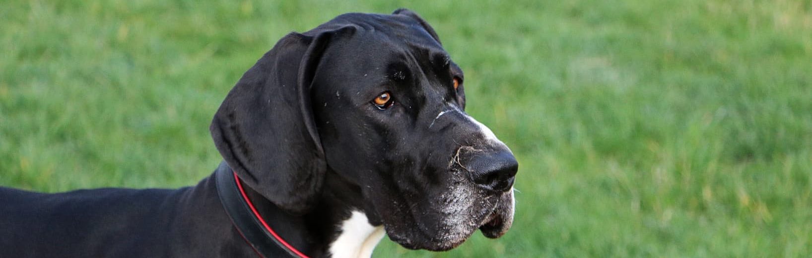 Als bissig geltender Hund: Unwiderlegliche Gefährlichkeit nach Hundeverordnung Brandenburg unwiderlegliche Gefährlichkeit Hund
