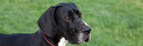 Als bissig geltender Hund: Unwiderlegliche Gefährlichkeit nach Hundeverordnung Brandenburg