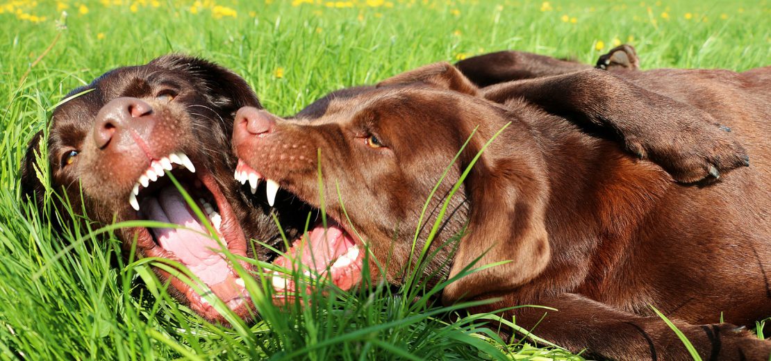 Gefährlichkeit Labrador