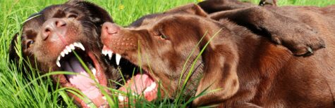 Gefährlichkeit Labrador
