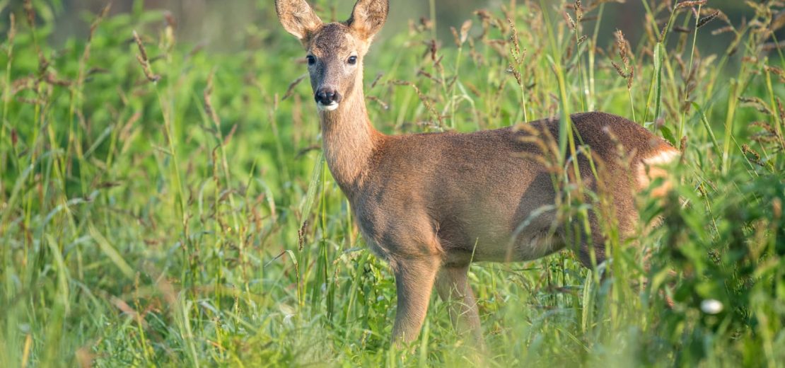 Jäger landwirtschaftlicher Verkehr