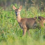 Jäger landwirtschaftlicher Verkehr