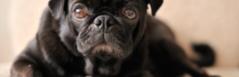 Der Hund und die Kommune – aus der Sicht eines verständigen Hundehalters!