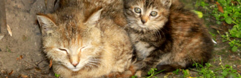 Hessen: Ermächtigung zur Kastration von freilebenden Katzen