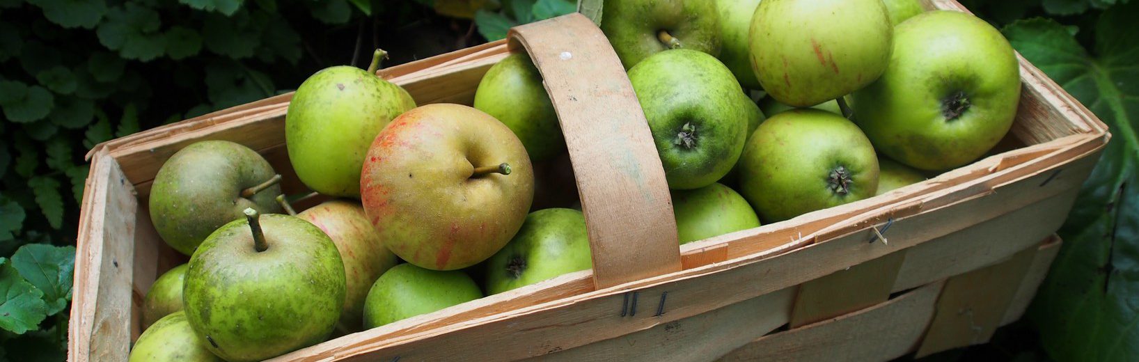 Mängelrüge: Untersuchen und rügen Wichtig bei Mängelrüge im Einkauf: gelieferte Ware sofort auf Mängel untersuchen