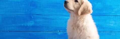 Gefährlichkeit eines Hundes
