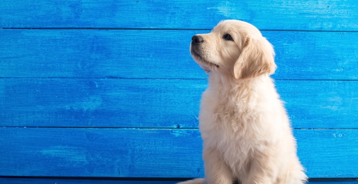 Neues Hundegesetz in Berlin Gefährlichkeit eines Hundes