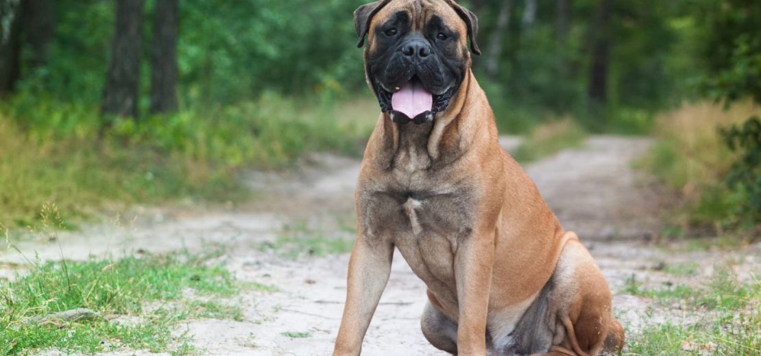 Hundesteuersatz bestimmte Hunderassen
