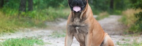 Hundesteuersatz bestimmte Hunderassen