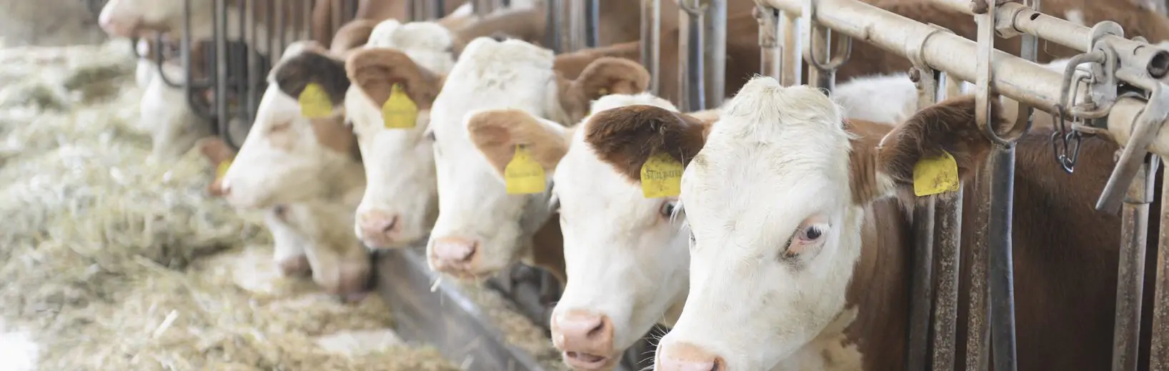 DIN VDE 0100-705: Landwirtschaftliche und gartenbauliche Betriebsstätten DIN VDE 0100-705