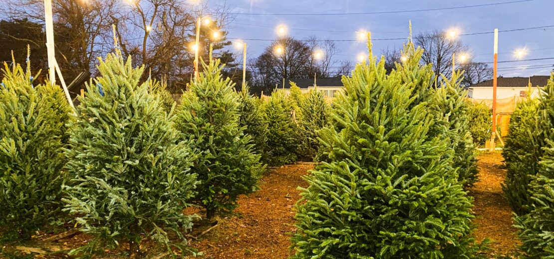 Verkauf von Weihnachtsbäumen Schaden