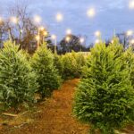 Verkauf von Weihnachtsbäumen Schaden