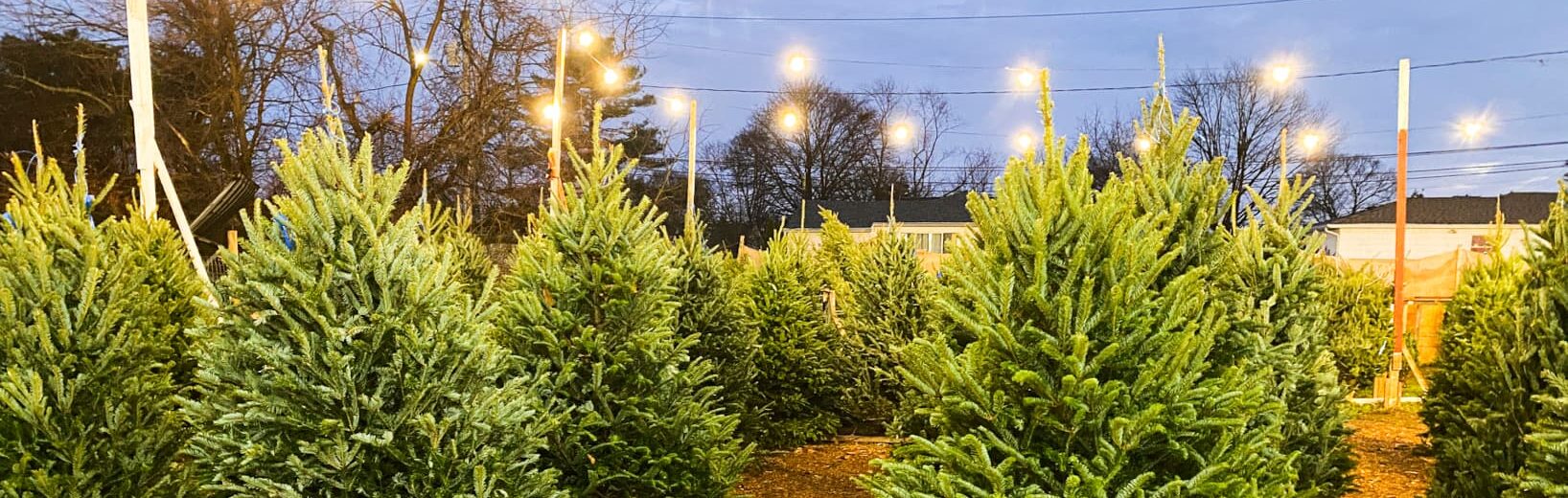 Schaden durch Verkauf von Weihnachtsbäumen – Sondernutzungserlaubnis abgelehnt Verkauf von Weihnachtsbäumen Schaden