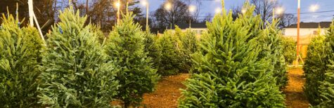 Schaden durch Verkauf von Weihnachtsbäumen – Sondernutzungserlaubnis abgelehnt
