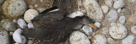 tote Wildvögel