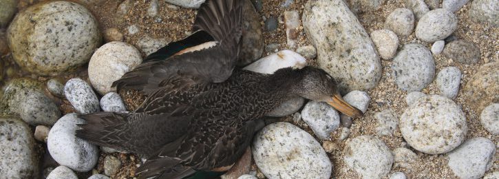 Wer ist zuständig für Meldungen über tote Wildvögel? tote Wildvögel