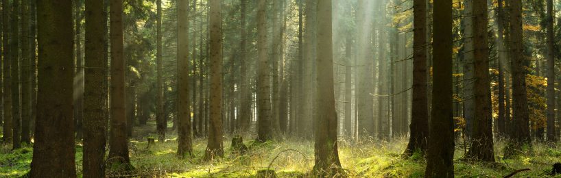 Trend: Ruheforst – ein Friedhof de luxe Ruheforst