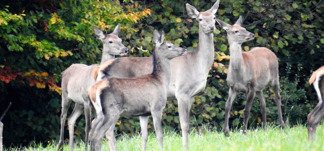 Rehe