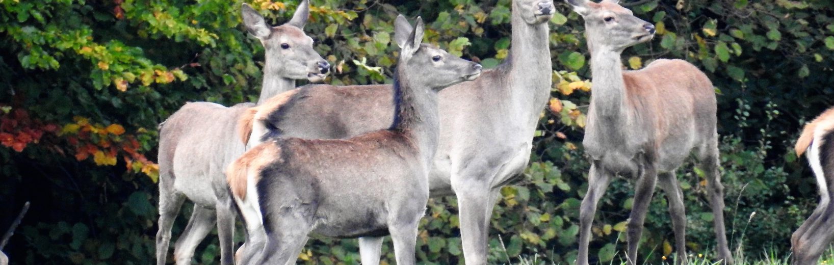 Wildtiere auf dem Friedhof Rehe