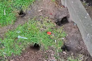 Rattenlöcher im Außenbereich