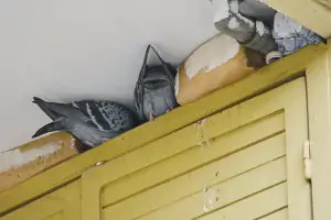 Tauben Brüten in Nischen im Außenbereich