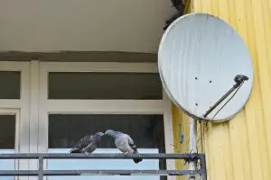 Tauben auf einem Balkon