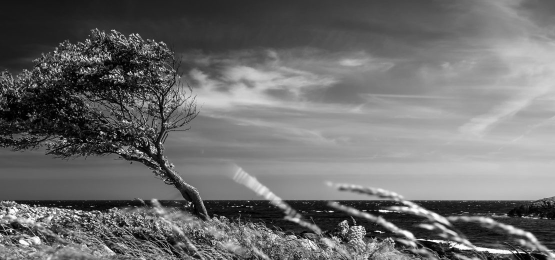 Unbeugsamer Baum