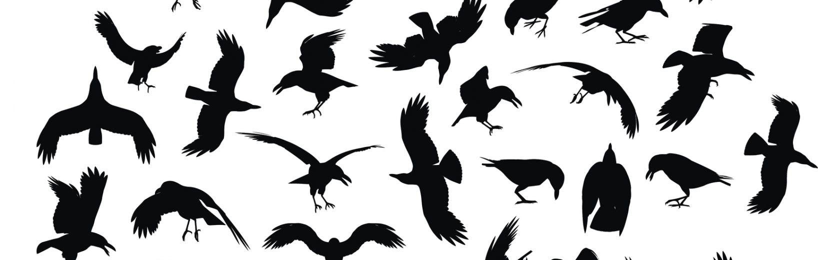 „Die Vögel“ auf dem Friedhof Krähen und Raben