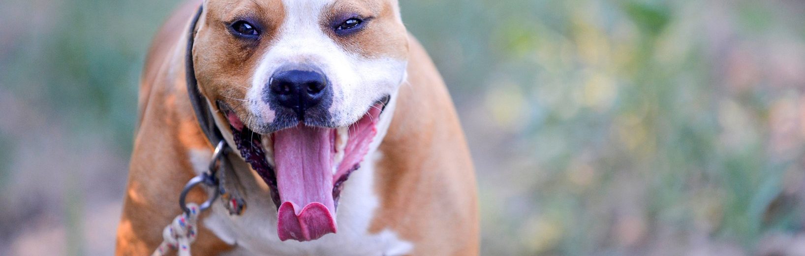 Kampfhund: Örtliche Reichweite der erteilten Haltungserlaubnis Kampfhund Haltungserlaubnis