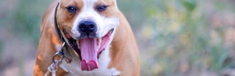 Kampfhund Haltungserlaubnis