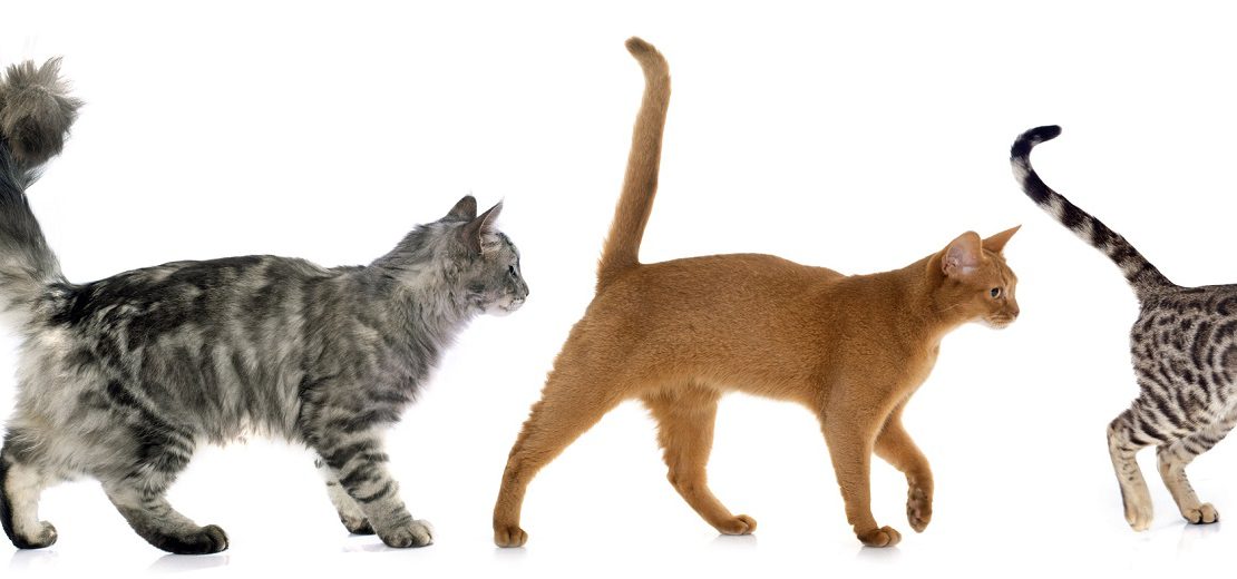 Behandlungskosten Fundkatzen