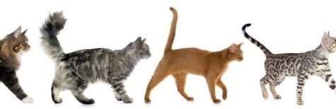 Wer übernimmt Behandlungskosten für Fundkatzen?