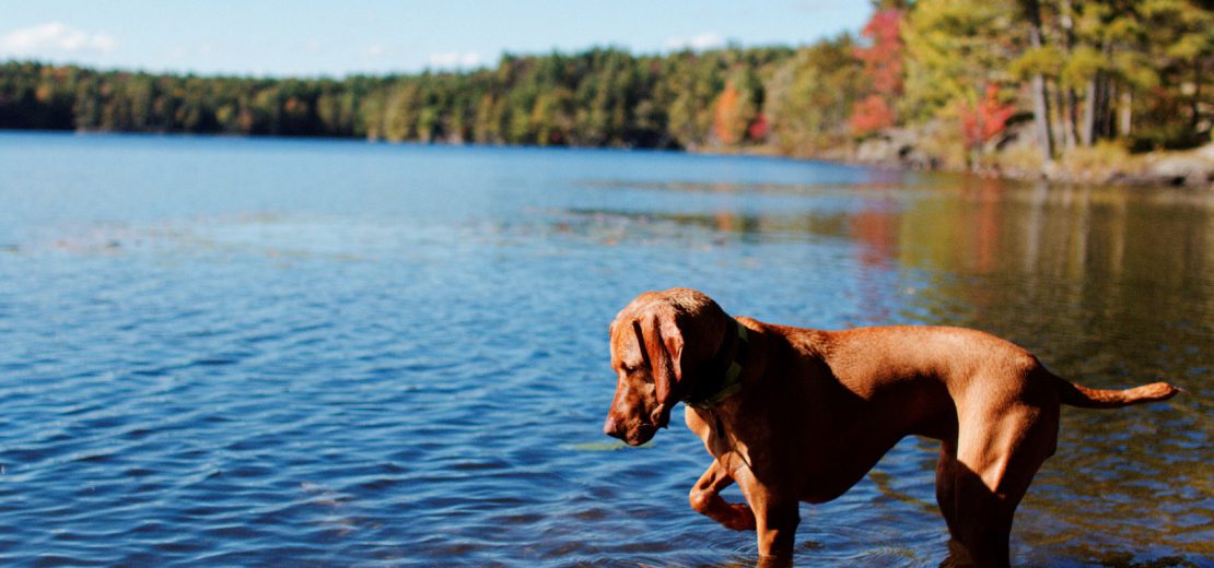 Berlin Hunde See Badesaison