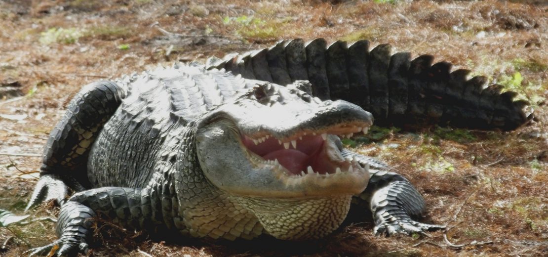 Alligatorgehege ohne Absperrung