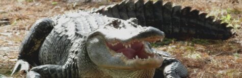 Kassel: Alligatorgehege ohne Absperrung