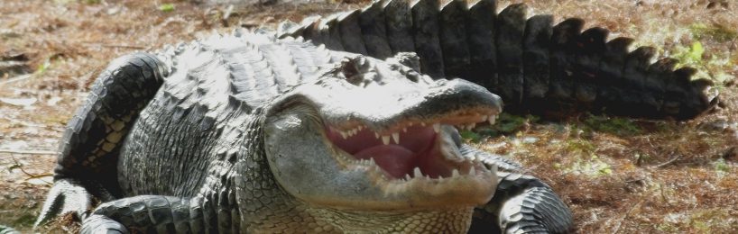 Alligatorgehege ohne Absperrung