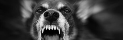 Thüringen Tiergefahren ThürTierGefG