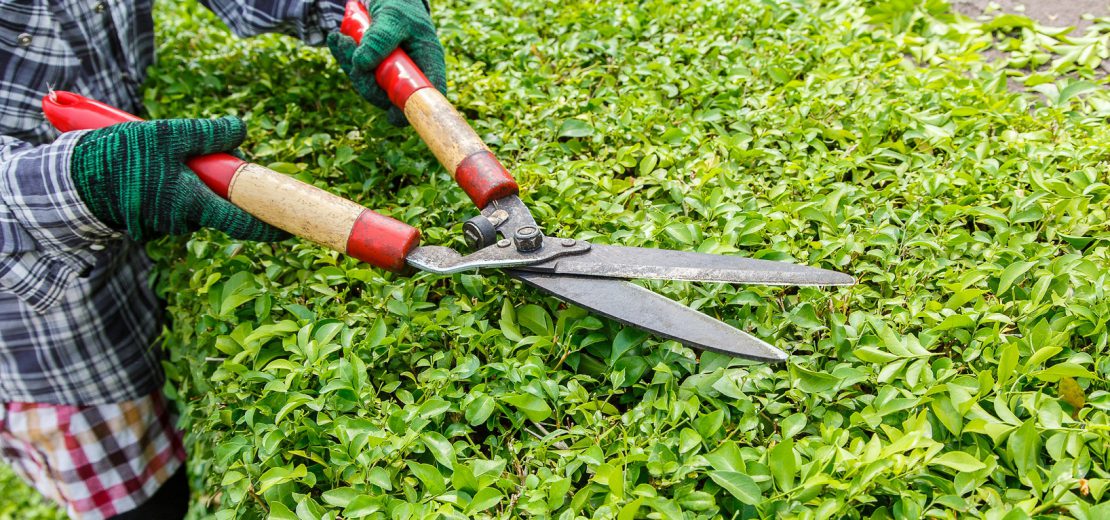 überhängende Pflanzen Rückschnitt Kosten