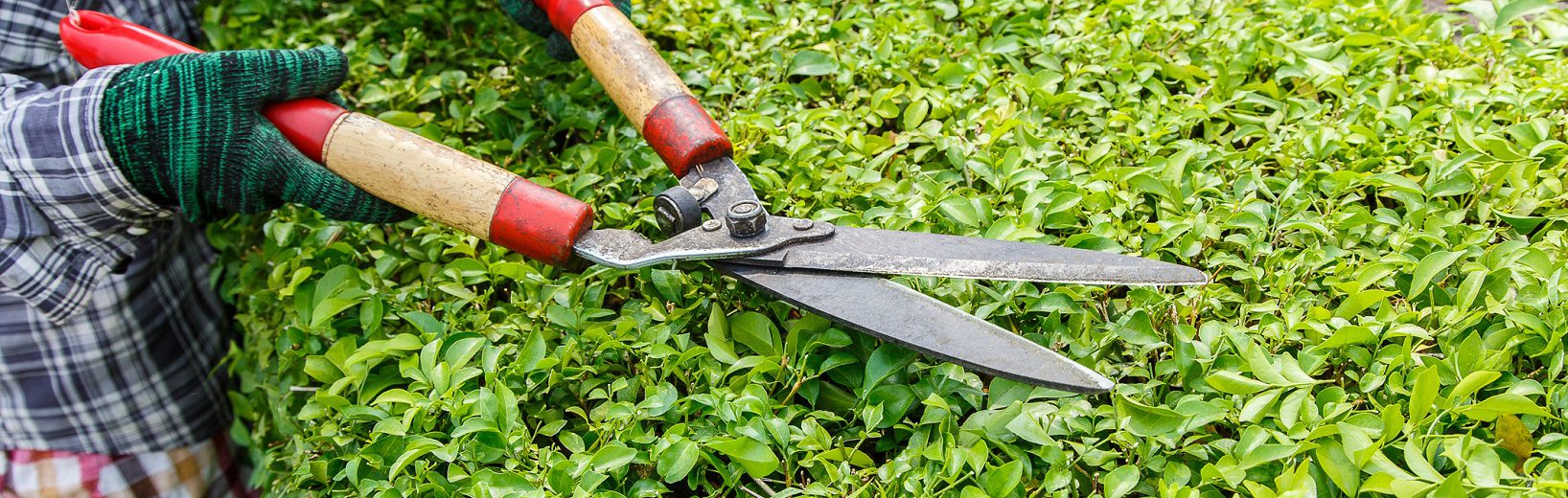 Wer trägt Kosten für Rückschnitt von überhängenden Pflanzen? überhängende Pflanzen Rückschnitt Kosten