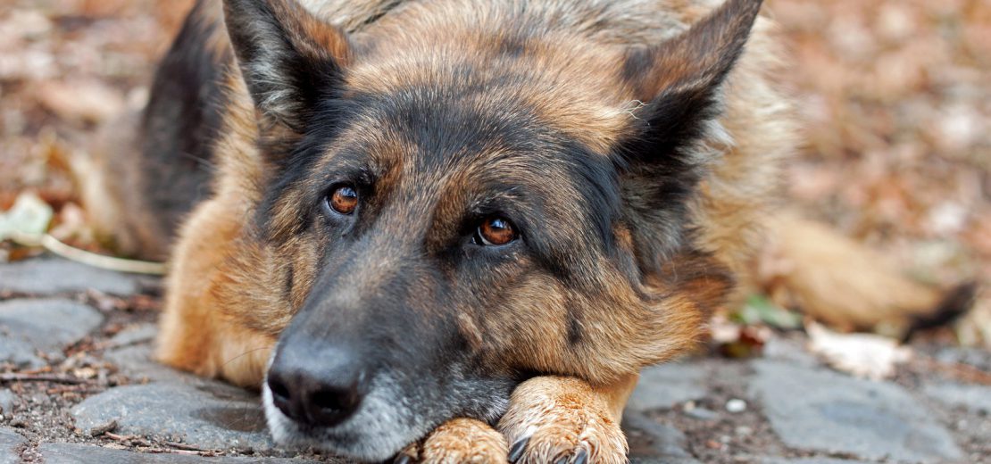 Kostenersatz Hund Tierheim