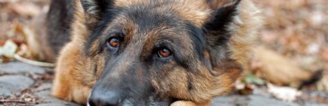 Kostenersatz für Unterbringung eines herrenlosen Hundes im Tierheim?