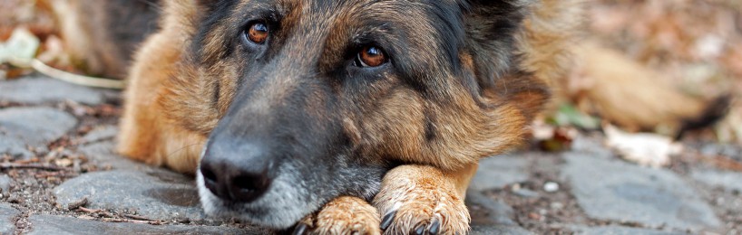 Kostenersatz Hund Tierheim